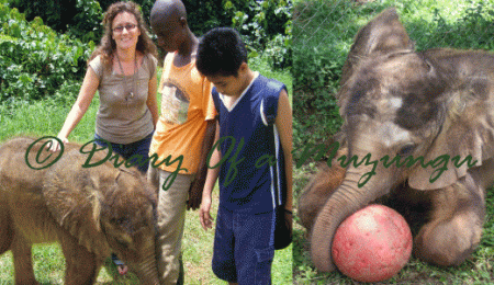 How do you feed an elephant? Uganda travel blog