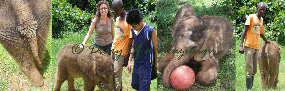 How do you feed an elephant. UWEC Entebbe