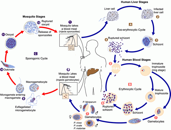 Malaria life cycle. Uganda travel health advice