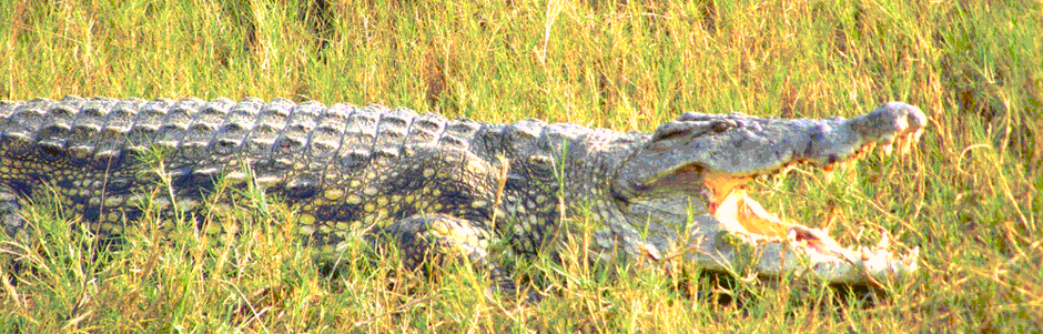 Nile Crocodile Uganda