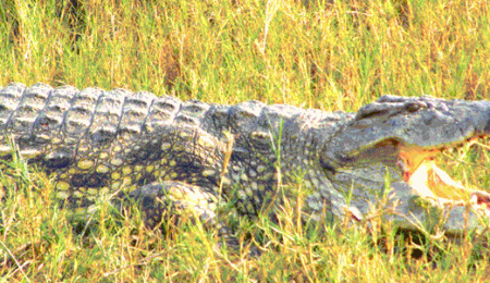 Nile Crocodile Uganda