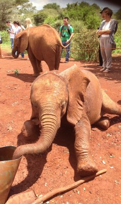 Elephant orphan at the David Sheldrick Wildlife Trust, Nairobi