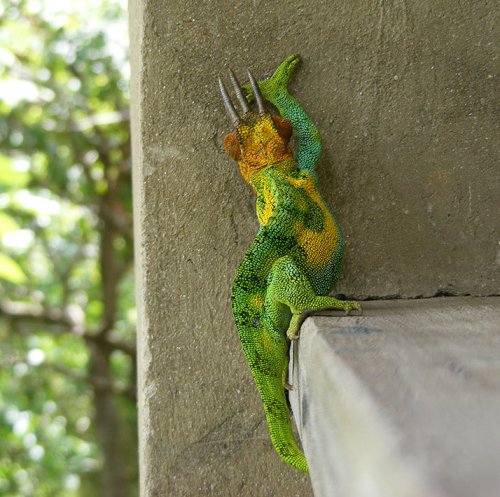 3-Horned Chameleon, Ruboni Community Camp, Rwenzori Mountains, Uganda