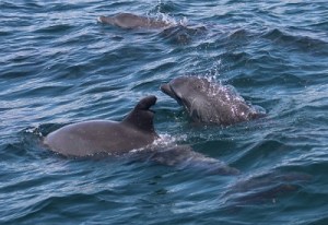 dolphin watching with the Watamu Marine Asociation Kenya