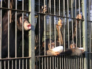 Feeding time at Ngamba Island Chimp Sanctuary