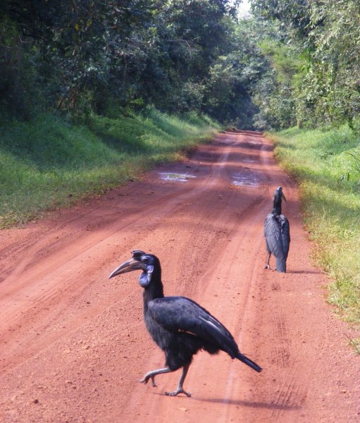 Abyssinian Ground Hornbills Murchison Falls, safari