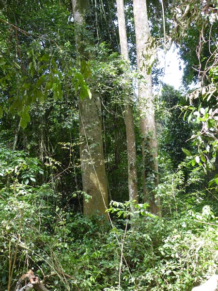 ACBF Association for Conservation of Bugoma. trees