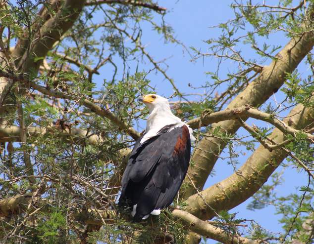 African fish eagle Euphorbia Safari Lodge