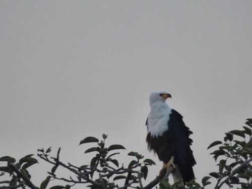 African fish eagle Jinja