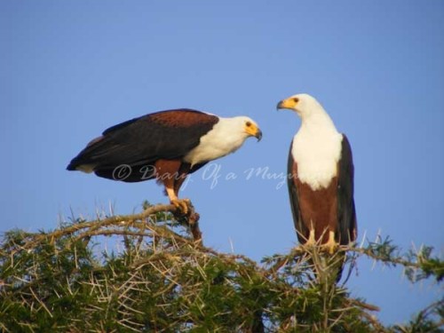 African Fish Eagles Kazinga Channel, Queen Elizabeth National Park