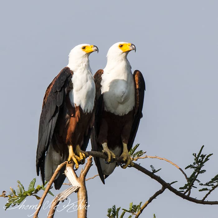 African Fish Eagles. Uganda birds. Sherry McElvie Wildlife Photography