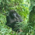 baby Bikingi Mountain Gorilla Family. Brian Nvuyekure Feb 2024 Uganda Wildlife Authority