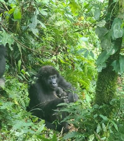 baby Bikingi Mountain Gorilla Family. Brian Nvuyekure Feb 2024 Uganda Wildlife Authority