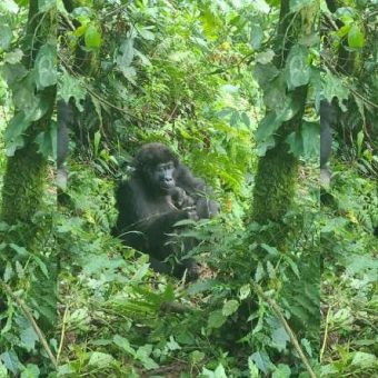 baby Bikingi Mountain Gorilla Family. Brian Nvuyekure Feb 2024 Uganda Wildlife Authority