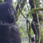 Baby gorilla Bwindi Uganda