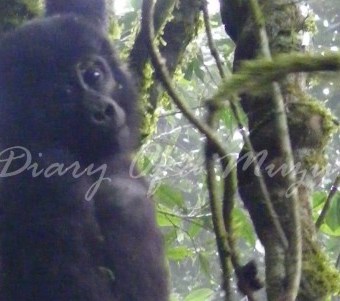 Baby gorilla Bwindi Uganda