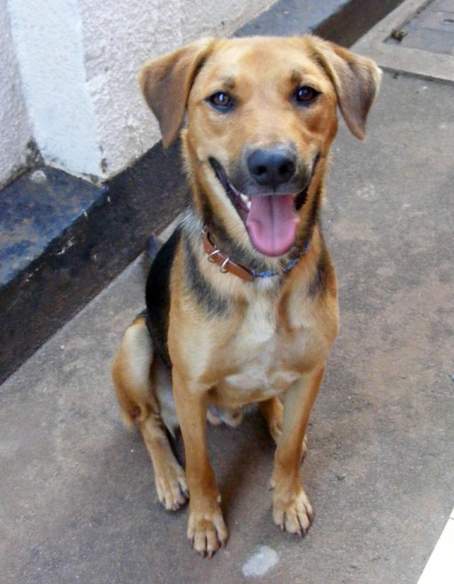 Baldrick happy. dog compound life Kampala