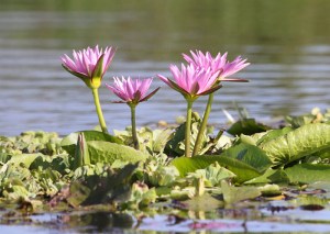 Purple Waterlillies. Big Birding Day. PHOTO Kaj Ostergaard