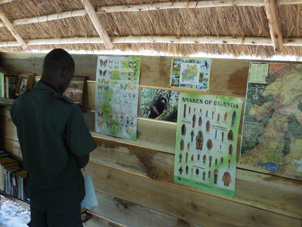 Sunbird Hill, Kibale. butterfly identification