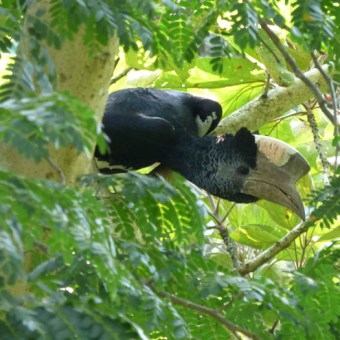 Black and white casqued Hornbill. Kibale Forest Uganda. Charlotte Beauvoisin