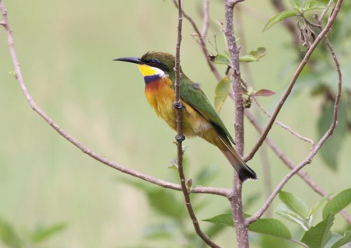 Blue breasted Beeeater Kaj Ostergaard