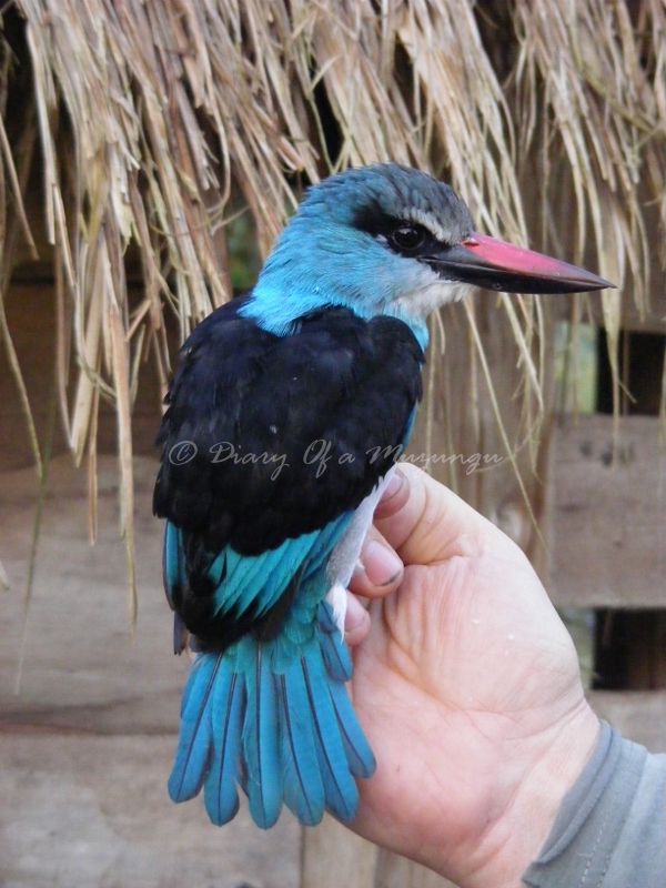 Blue Breasted Kingfisher Sunbird Hill Kibale 