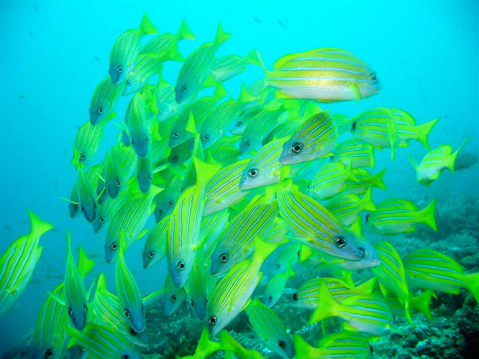 Blue-striped Snapper Watamu snorkeling