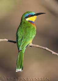 Blue Breasted Beeeater, courtesy of flickr.com