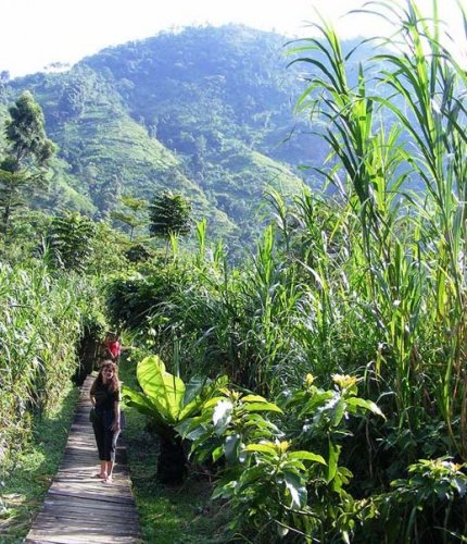 Boardwalk. Ruboni Community Camp Rwenzori Mountains, Uganda