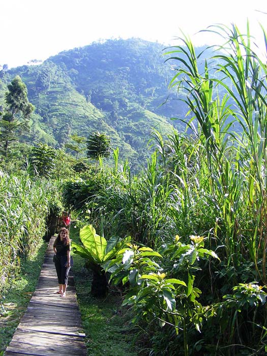 Boardwalk. Ruboni Camp Rwenzoris