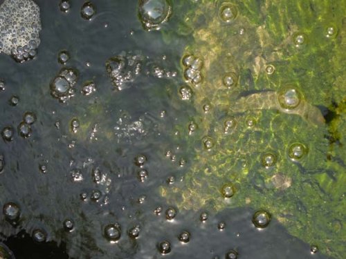 Bubbles. Sempaya Hot Springs, Semliki, Uganda