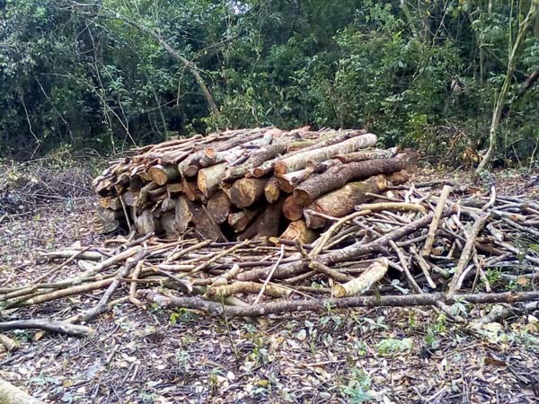 Illegal timber, Bugoma Forest