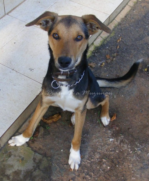 My puppy Percy - recycled Ugandan street dog