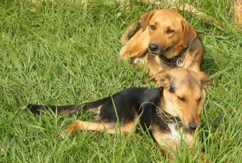 Baldrick and Percy enjoy the long grass