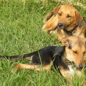 Baldrick and Percy enjoy the long grass