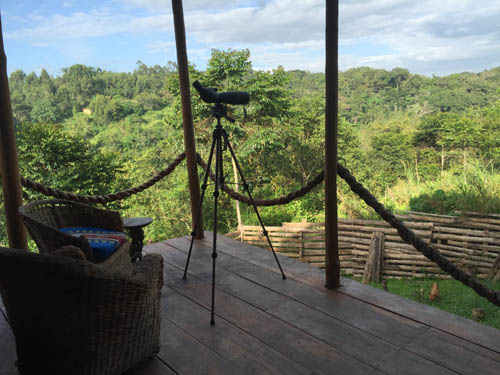 Kibale Forest view. Butterfly Cottage, Sunbird Hill