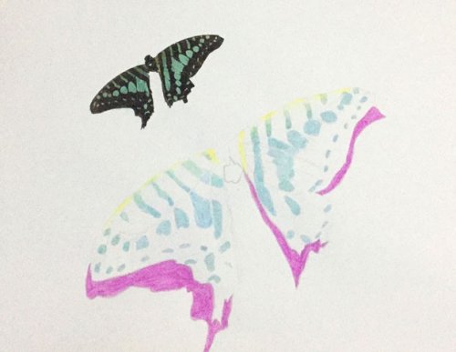 butterfly drawing. Charlotte Beauvoisin