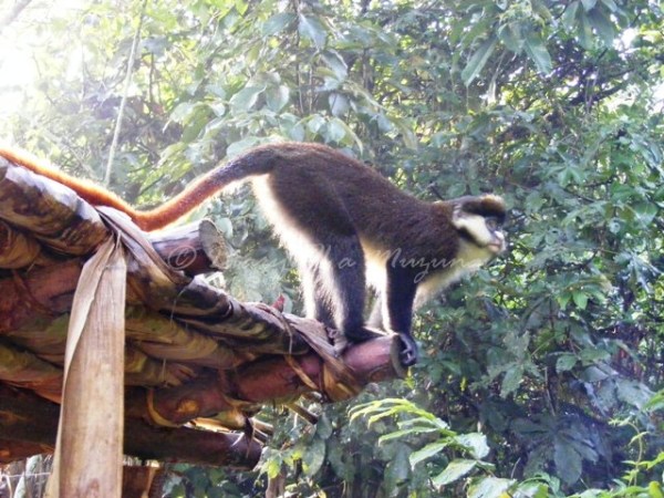 enkima Red tailed monkey Bwindi Impenetrable Forest