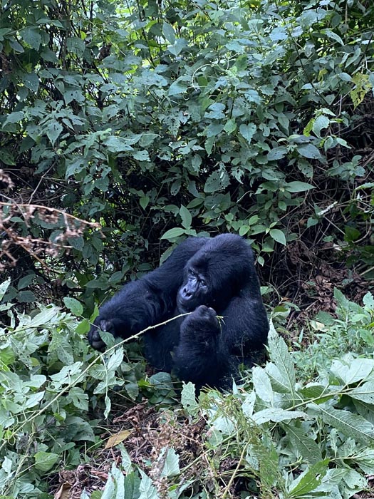 Bwindi Forest Amari Travels Uganda