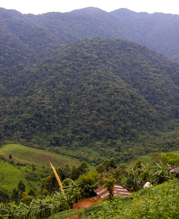 View Bwindi Impenetrable Forest Ivy River Nkuringo. Gorilla Highlands