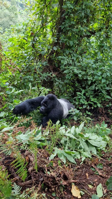 Gorilla tracking Uganda. Amari Travels