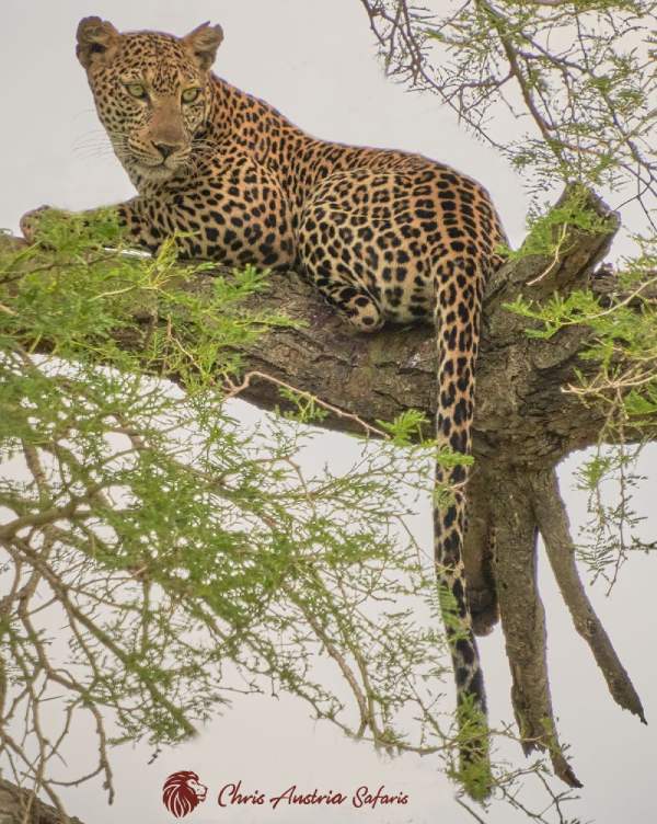 Chris Austria Safaris, Uganda