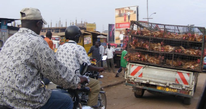 chicken boda transport Kampala