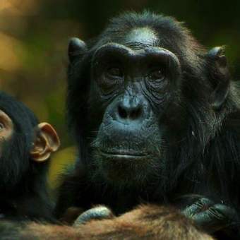 Chimp Empire Netflix documentary filmed Ngogo, Kibale Forest Uganda ft