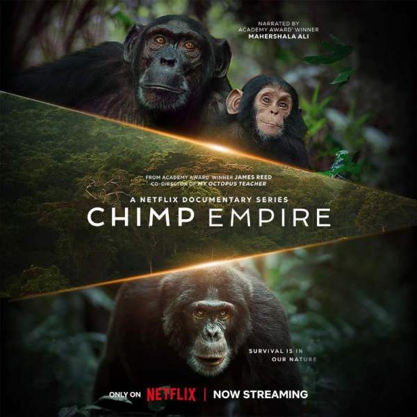 Chimp Empire Netflix documentary. Ngogo, Kibale Forest, Uganda 2023