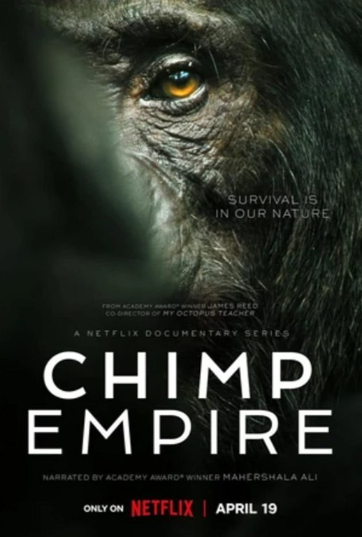 Chimp Empire Netflix trailer. Ngogo, Kibale Forest, Uganda