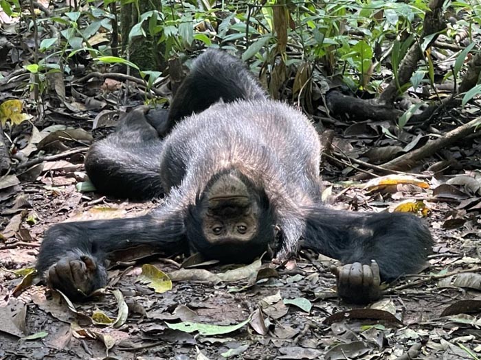 chimp laying on back. PHOTO Manya Africa Tours Uganda safaris