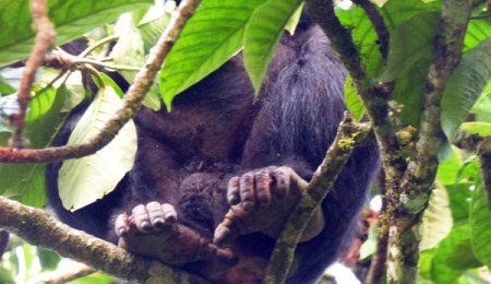 chimpanzee feet, Sunbird Hill, Kibale Forest edge