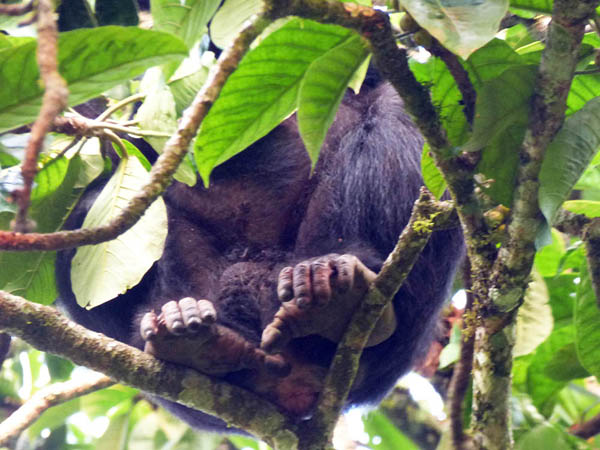 chimpanzee feet, Sunbird Hill, Kibale Forest edge