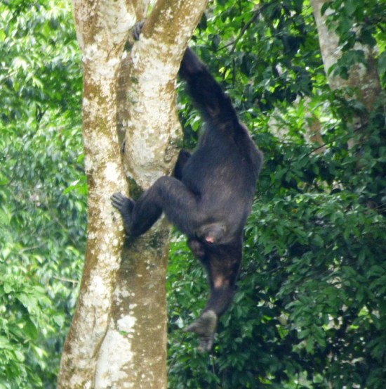 chimpanzee climbing down tree, Kibale Forest Sunbird Hill